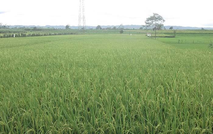 Luas Tanam di Sampang Mencapai 44 Ribu Hektare, Hasilkan Rata-rata 6,1 Ton per Hektare