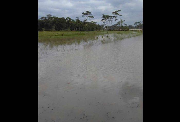 Ribuan Hektare Lahan Pertanian di Trenggalek Gagal Panen karena Banjir Ribuan Hektare Lahan Pertanian di Trenggalek Gagal Panen karena Banjir