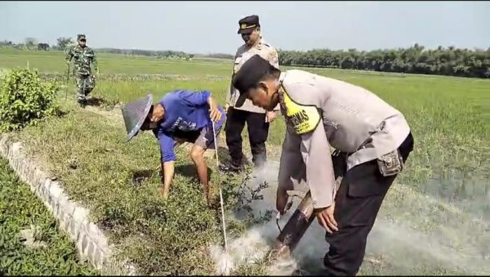 Berantas Hama Tikus, Anggota Polres Ngawi Bersama Dinas Pertanian Lakukan Gropyokan Berantas Hama Tikus, Anggota Polres Ngawi Bersama Dinas Pertanian Lakukan Gropyokan