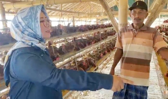 Harga Telur Ayam Anjlok, DPRD Gresik Desak Pemerintah Selamatkan Peternak Ayam Petelur