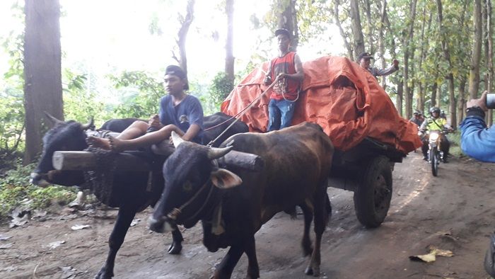 Tak Bisa Dilalui R4, KPU Jember Kirim Logistik Pemilu Pakai Pegon Tak Bisa Dilalui R4, KPU Jember Kirim Logistik Pemilu Pakai Pegon