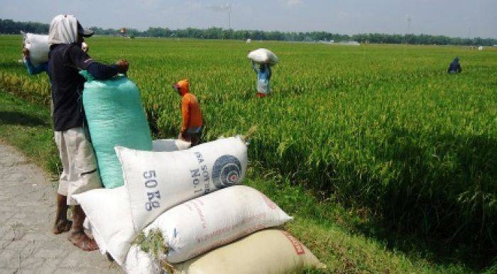 Petani Bondowoso Diasuransikan Petani Bondowoso Diasuransikan
