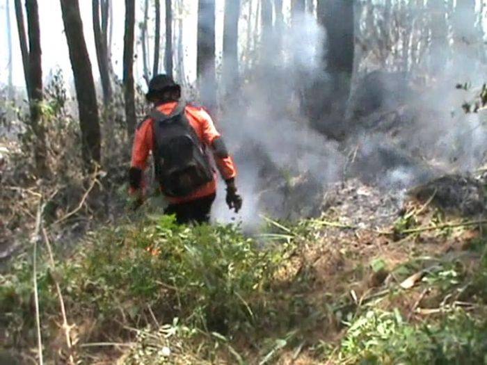 Hutan Pinus Semeru Terbakar, Wartawan Terjebak Kobaran Api
