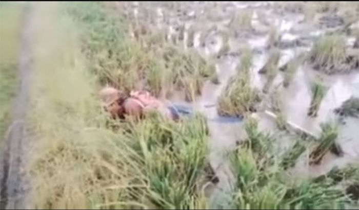 Diduga Tersengat Aliran Listrik, Pria di Mejusi Tewas Telungkup di Sawah Diduga Tersengat Aliran Listrik, Pria di Mejusi Tewas Telungkup di Sawah