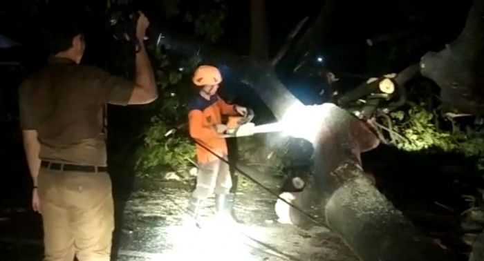 Banyak Pohon Tua Tumbang di Kediri, DLH Diminta Aktif Pantau Pohon Rapuh Banyak Pohon Tua Tumbang di Kediri, DLH Diminta Aktif Pantau Pohon Rapuh