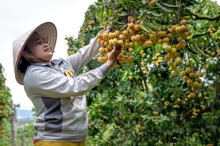 9 Manfaat Buah Kelengkeng Bagi Kesehatan Tubuh 9 Manfaat Buah Kelengkeng Bagi Kesehatan Tubuh