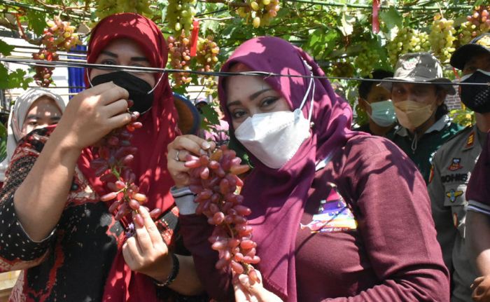 Wisata Kampung Anggur Desa Kedungmaling Diresmikan Bupati Mojokerto