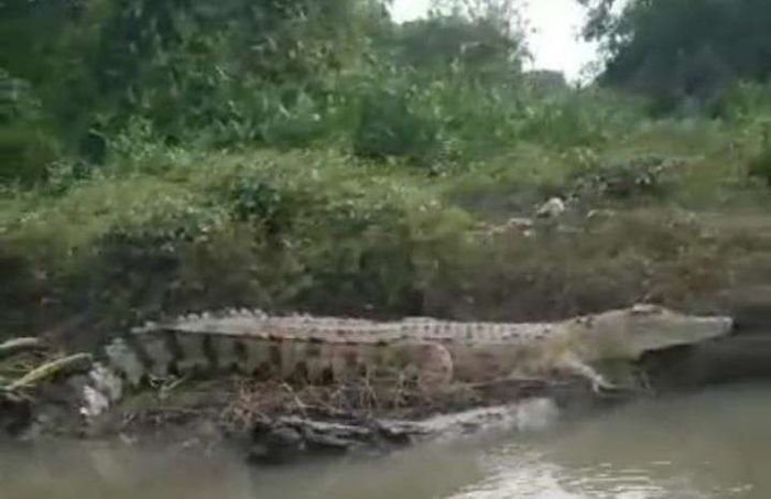 Ngeri! Buaya Besar Muncul di Sungai Gegerkan Warga Buduran Sidoarjo Ngeri! Buaya Besar Muncul di Sungai Gegerkan Warga Buduran Sidoarjo
