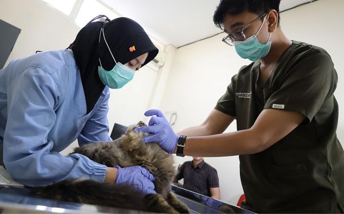 Sterilisasi Gratis Jadi Kado Ulang Tahun Surabaya ke-733, DKPP Siapkan Kuota 100 Kucing Lokal
