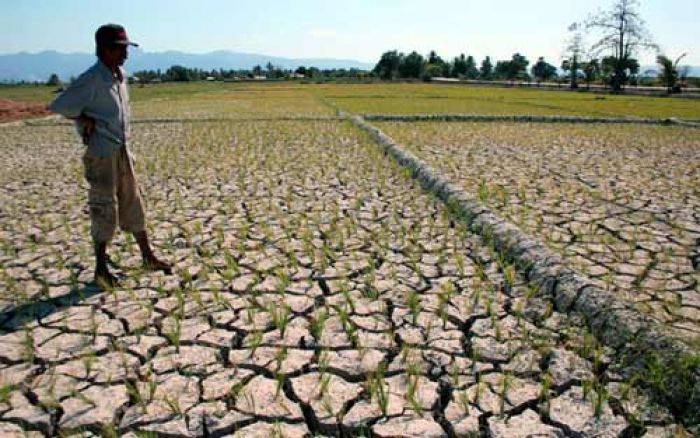 Sawah Mengering Capai 27 Ribu Ha, Disiapkan Dana Kedaruratan Rp 100 M Sawah Mengering Capai 27 Ribu Ha, Disiapkan Dana Kedaruratan Rp 100 M