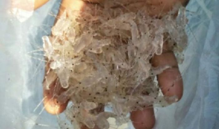 Polisi Tunggu Hasil PHPU di MK, Soal Aksi Pencurian Benur di Perairan Pacitan Polisi Tunggu Hasil PHPU di MK, Soal Aksi Pencurian Benur di Perairan Pacitan