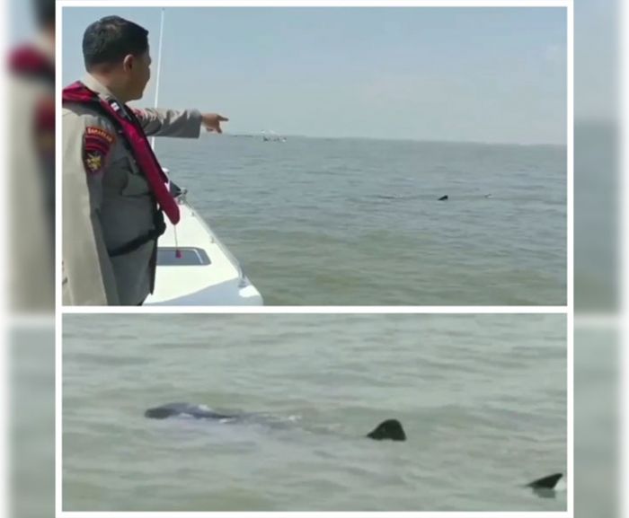 Kawanan Hiu Muncul di Perairan Laut Pasuruan, Kasat Polairud Bilang Begini Kawanan Hiu Muncul di Perairan Laut Pasuruan, Kasat Polairud Bilang Begini