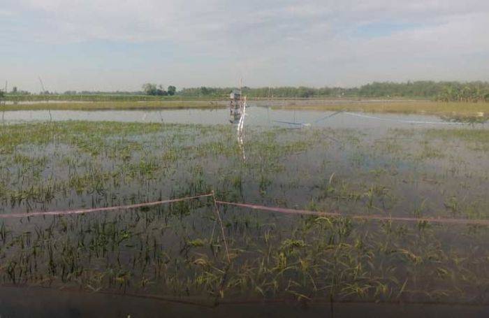 Bupati Suyoto Minta Semua Petani Asuransikan Tanaman Padinya Bupati Suyoto Minta Semua Petani Asuransikan Tanaman Padinya