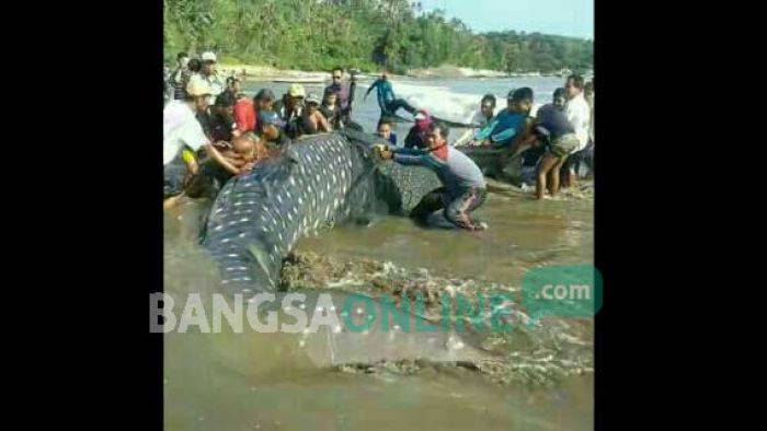 Pantai Sidem Tulungagung Digegerkan Hiu Tutul Raksasa Terdampar Pantai Sidem Tulungagung Digegerkan Hiu Tutul Raksasa Terdampar