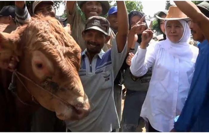 Khofifah Kunjungi Pasar Sapi Tuban: Kesejahteraan Peternak Harus Dijaga Khofifah Kunjungi Pasar Sapi Tuban: Kesejahteraan Peternak Harus Dijaga