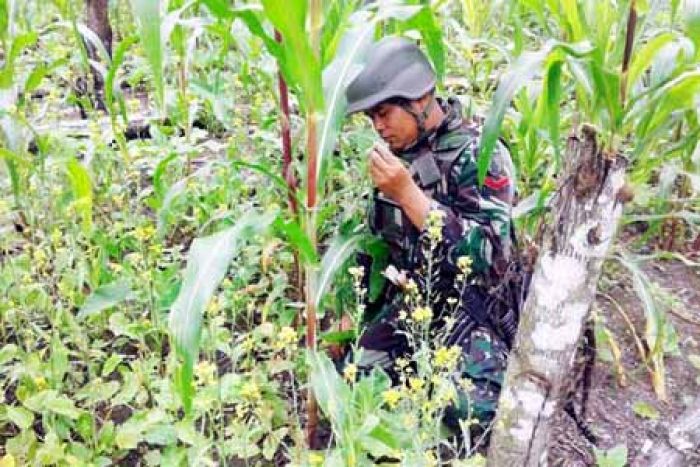 Ada Ladang Ganja pada Kebun Jagung di Perbatasan Indonesia-Papua Nugini Ada Ladang Ganja pada Kebun Jagung di Perbatasan Indonesia-Papua Nugini