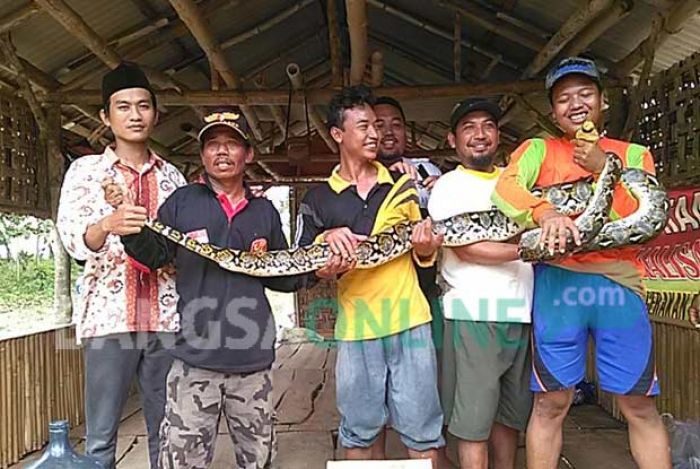 Ular Piton 4 Meter Ditangkap Warga Kenduruan, Tuban Ular Piton 4 Meter Ditangkap Warga Kenduruan, Tuban