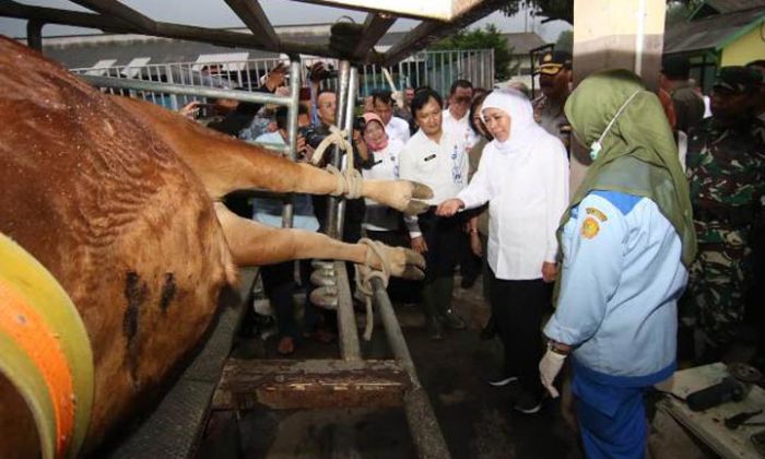 Jatim Surplus Daging, Nasional Impor, Khofifah akan Optimalkan Teknologi Inseminasi Buatan Jatim Surplus Daging, Nasional Impor, Khofifah akan Optimalkan Teknologi Inseminasi Buatan