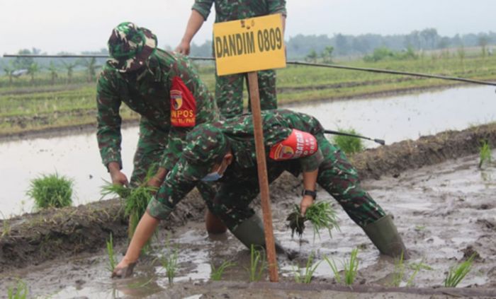 Laksanakan Penanaman Padi, Dandim Kediri Dukung Ketahanan Pangan di Tengah Pandemi