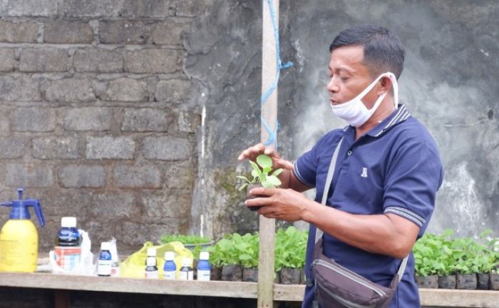 Kampung Hijau Pertamina Berdayakan Masyarakat Ternate Dapatkan Penghasilan Tambahan Kampung Hijau Pertamina Berdayakan Masyarakat Ternate Dapatkan Penghasilan Tambahan