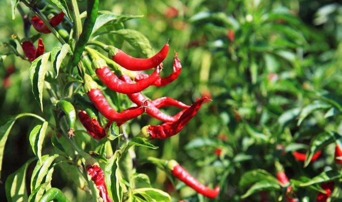 Harga Cabai Rawit Merah di Surabaya Turun Rp4 Ribu Harga Cabai Rawit Merah di Surabaya Turun Rp4 Ribu