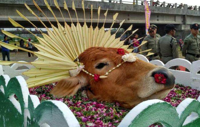 HUT Kota Kediri, Selamatan di Prasasti Kuwak dan Larung Kepala Sapi di Kali Brantas