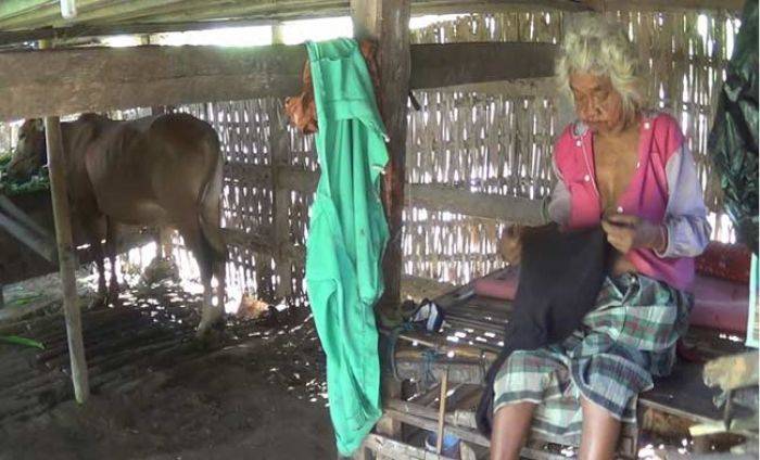 Belasan Tahun, Seorang Nenek di Sumenep Hidup dan Berpuasa di Kandang Sapi Belasan Tahun, Seorang Nenek di Sumenep Hidup dan Berpuasa di Kandang Sapi