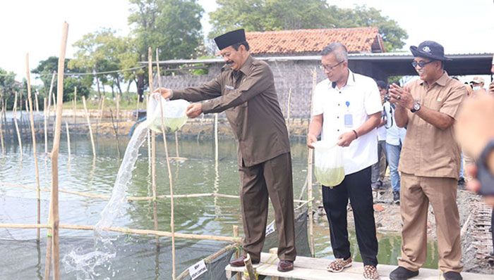 Wakil Bupati Pamekasan Panen dan Tebar Benih Ikan Kerapu Cantang di Desa Lembung