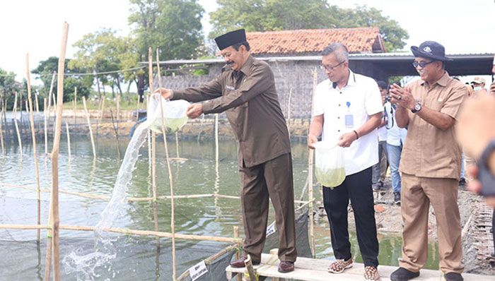 Wakil Bupati Pamekasan Panen dan Tebar Benih Ikan Kerapu Cantang di Desa Lembung Wakil Bupati Pamekasan Panen dan Tebar Benih Ikan Kerapu Cantang di Desa Lembung