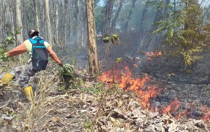 Sehari, Terjadi Tiga Kali Kebakaran Hutan di Tuban