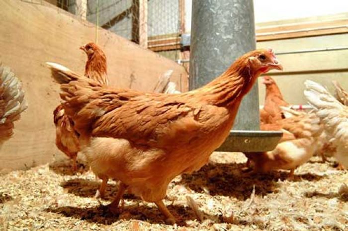 Alhamdulillah, Telur Ayam yang Dimodifikasi Genetik Bisa Obati Kanker Alhamdulillah, Telur Ayam yang Dimodifikasi Genetik Bisa Obati Kanker