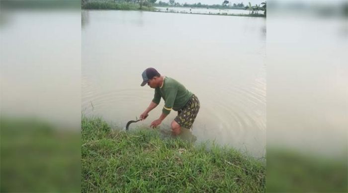 Derita Petani Benjeng Korban Banjir Luapan Kali Lamong