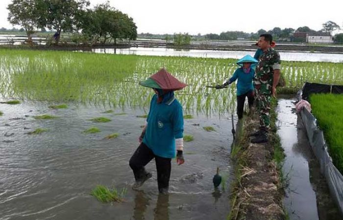 TNI Sekaran Dampingi Petani Tanam Padi Chiherang TNI Sekaran Dampingi Petani Tanam Padi Chiherang
