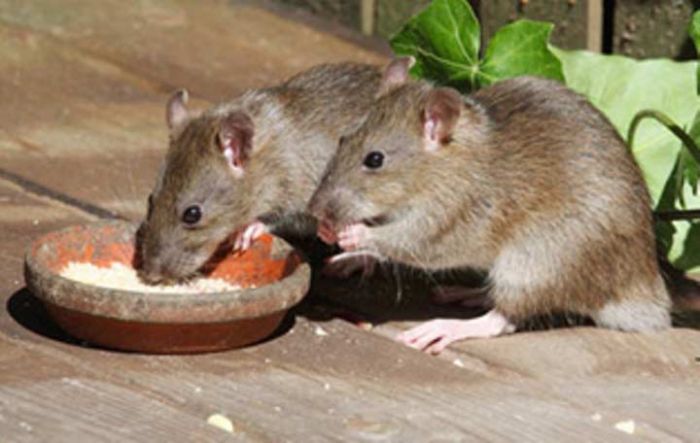 Satu Tewas dan Satu Kritis Akibat Leptospirosis Satu Tewas dan Satu Kritis Akibat Leptospirosis