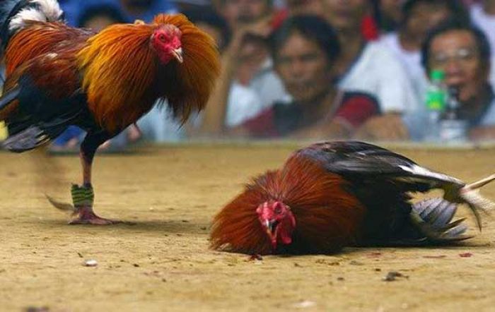 Sabung Ayam di Kabuh Jombang Digerebek Polisi, Pelaku Berhasil Kabur Sabung Ayam di Kabuh Jombang Digerebek Polisi, Pelaku Berhasil Kabur