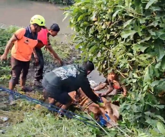 Sapi Kurban 700 Kilogram Tercebur Sungai di Sidoarjo, Evakuasi Berlangsung 2 Jam