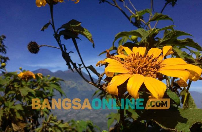5 Daftar Tumbuhan yang Harus Dihindari saat Berada di Hutan 5 Daftar Tumbuhan yang Harus Dihindari saat Berada di Hutan