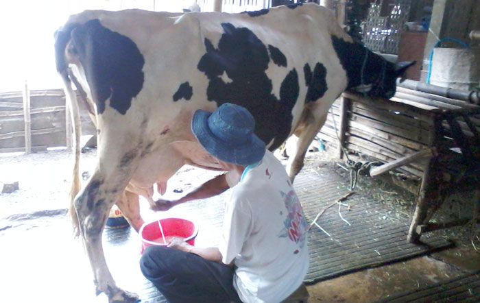 Susu Segar Kabupaten Madiun Butuh Sentuhan Pemerintah Susu Segar Kabupaten Madiun Butuh Sentuhan Pemerintah