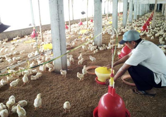 Harga Daging Ayam Melonjak Jelang Ramadhan, Peternak di Jombang malah Minim Untung