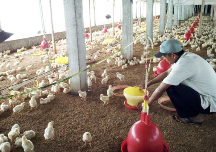 Harga Daging Ayam Melonjak Jelang Ramadhan, Peternak di Jombang malah Minim Untung Harga Daging Ayam Melonjak Jelang Ramadhan, Peternak di Jombang malah Minim Untung