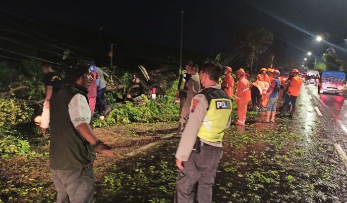 Pemotor dari Pasuruan Tewas Tertimpa Pohon Tumbang di Jalan Raya Ketapang Sidoarjo