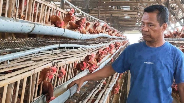 Harga Telur di Kediri Naik Jelang Idul Adha, Peternak Keluhkan Pasar Lesu