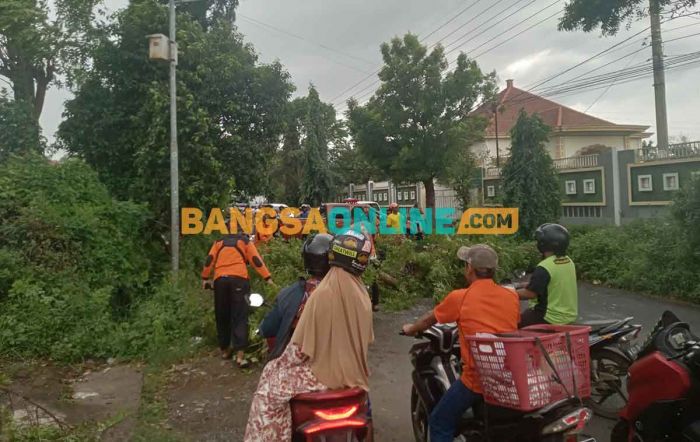 Ada Pohon Tumbang, Jalan Mastrib Kota Probolinggo Macet Total Ada Pohon Tumbang, Jalan Mastrib Kota Probolinggo Macet Total