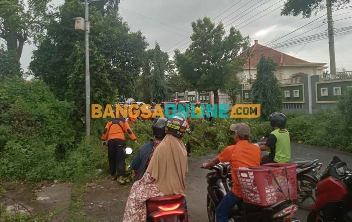 Ada Pohon Tumbang, Jalan Mastrib Kota Probolinggo Macet Total