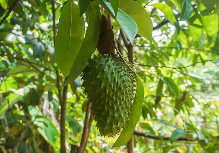 Mampu Membunuh Sel Kanker, ini Sederet Manfaat Teh Daun Sirsak Mampu Membunuh Sel Kanker, ini Sederet Manfaat Teh Daun Sirsak