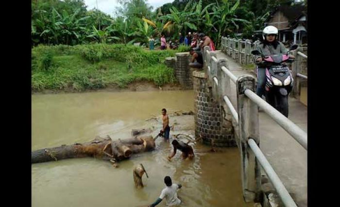 Takut Jembatan Ambrol dan Banjir, Warga Desa Sumber Ringin Bersihkan Dam Cangkring Takut Jembatan Ambrol dan Banjir, Warga Desa Sumber Ringin Bersihkan Dam Cangkring