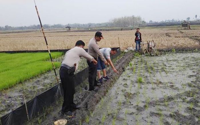 Jebakan Tikus Sawah Kembali Memakan Korban Jiwa di Ngawi Jebakan Tikus Sawah Kembali Memakan Korban Jiwa di Ngawi