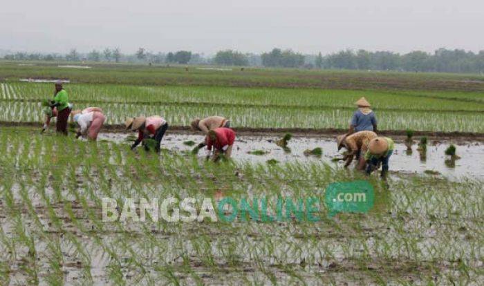 Masuk Musim Tanam, Petani di Tuban Was-was Permainan Harga Pupuk Masuk Musim Tanam, Petani di Tuban Was-was Permainan Harga Pupuk