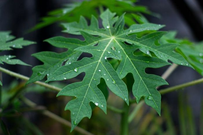 5 Manfaat Daun Pepaya untuk Kesehatan 5 Manfaat Daun Pepaya untuk Kesehatan
