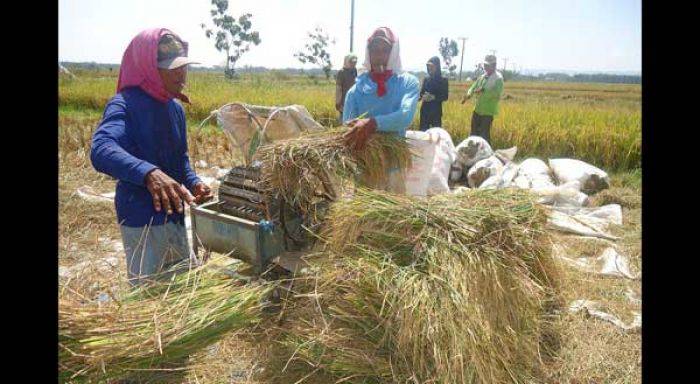 Curah Hujan Bojonegoro Tinggi, Harga Gabah Terus Turun Curah Hujan Bojonegoro Tinggi, Harga Gabah Terus Turun